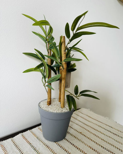 Picture of Green Bamboo Plant