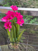 Picture of Artificial plant