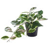 Picture of FEJKA Artificial potted plant