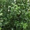 Picture of FEJKA Artificial potted plant