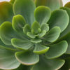 Picture of FEJKA Artificial potted plant