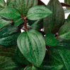 Picture of FEJKA Artificial potted plant