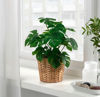 Picture of FEJKA Artificial potted plant