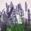 Picture of FEJKA Artificial potted plant