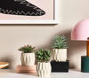 Picture of FEJKA Artificial Succulent potted plant