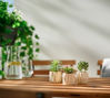 Picture of FEJKA Artificial Succulent potted plant